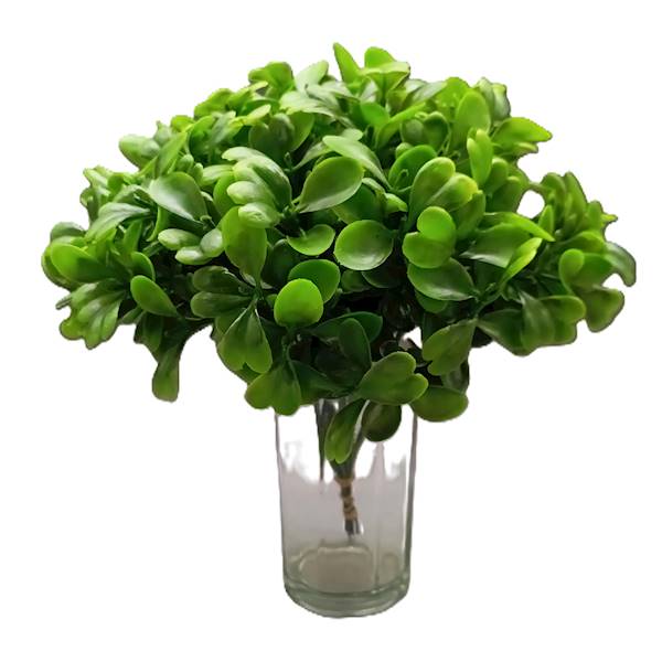 Bukszpan duży op.12