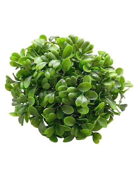 Bukszpan duży op.12