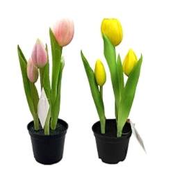 Tulipan gumowy w doniczce, 3 kwiaty, 26 cm 