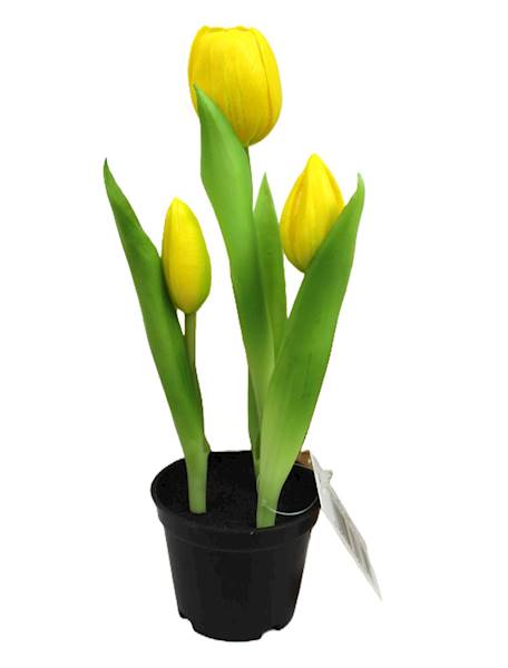 Tulipan gumowy w doniczce, 3 kwiaty, 26 cm 
