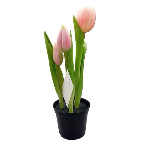 Tulipan gumowy w doniczce, 3 kwiaty, 26 cm 