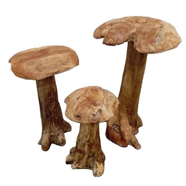 Teak grzyby wielkie kpl.3