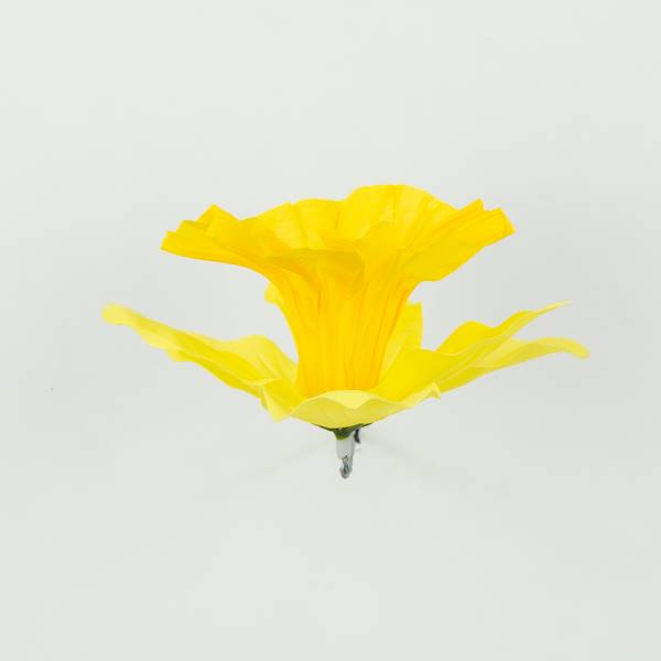 Żonkil główka 6 cm, 24 szt