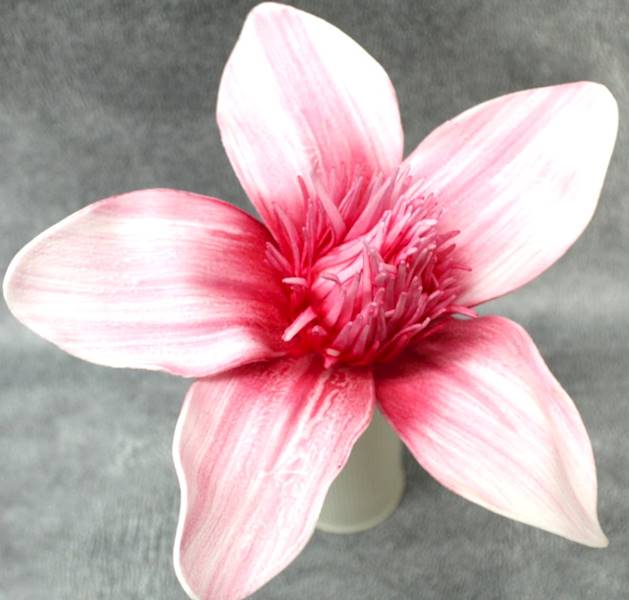 magnolia pianka 50, kwiat 28 cm, czerwony, różowy