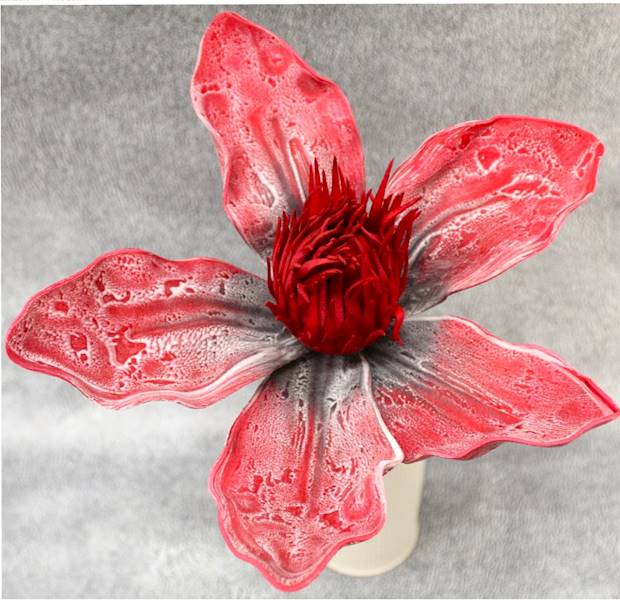 magnolia pianka 50, kwiat 28 cm, czerwony, różowy