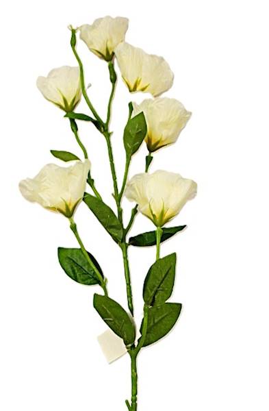 Eustoma biała/krem 85cm, 6 kwiatów