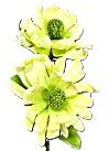 Dalia pianka 80cm, bęż/limonka, dwa kwiaty 25cm