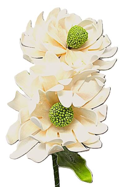 Dalia pianka 80cm, bęż/limonka, dwa kwiaty 25cm