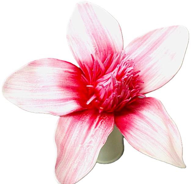 Magnolia pianka  55cm, kwiat 27cm,  róż, fiolet