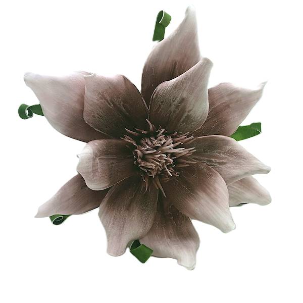 Magnolia pianka fiolet, 78 cm, kwiat 30cm