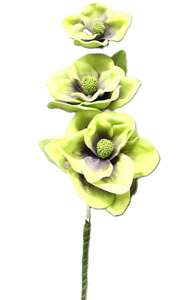 Magnolia pianka 3, wys.95, limonka, czerwona