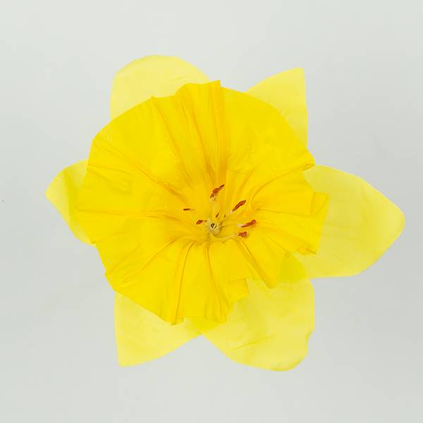 Żonkil główka 6 cm, 24 szt