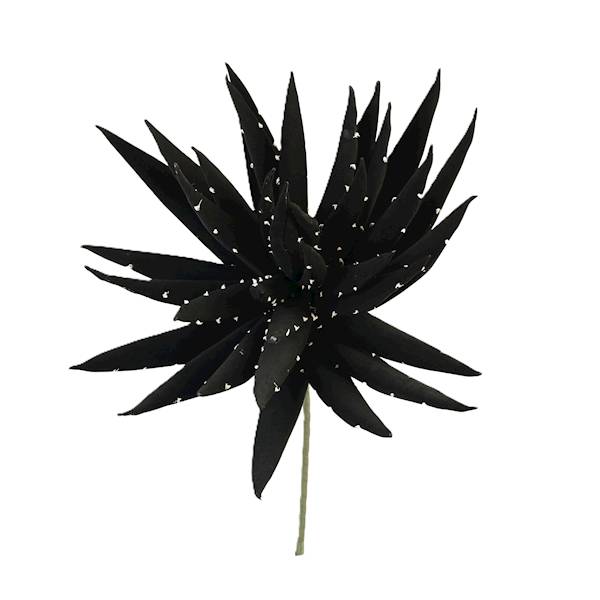Agawa piankowa , kwiat 45 cm, wys. 50 cm, czarna