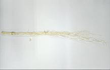 Salix wybielany 120 cm, wiązka 5 szt.