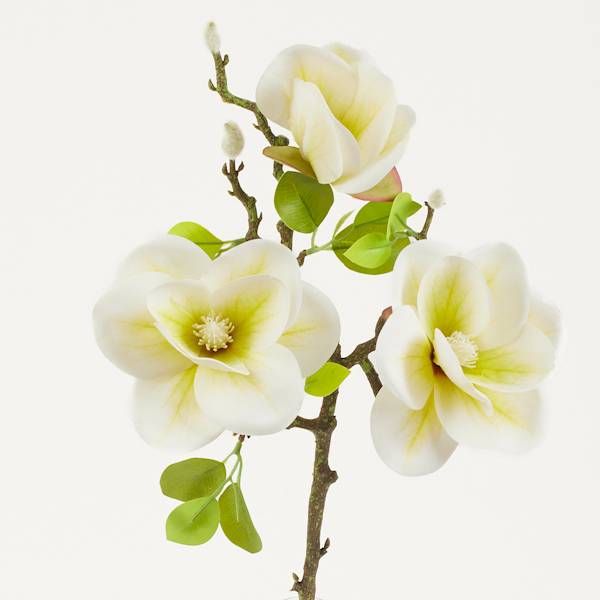 Magnolia 3+pąk biała