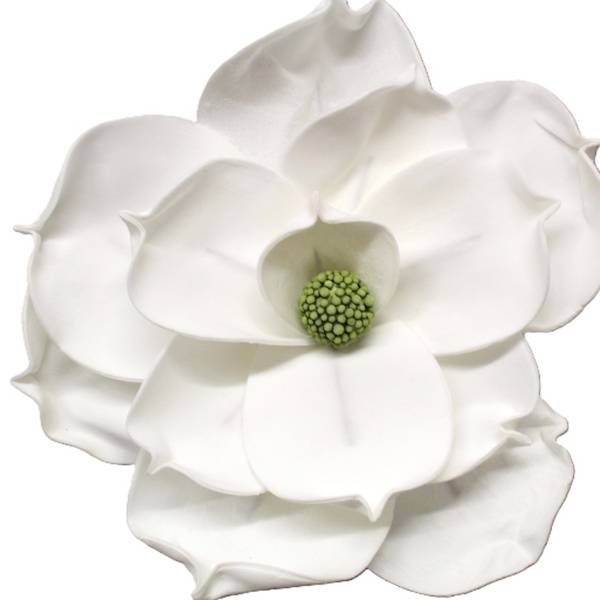 magnolia biała kwiat 30 cm