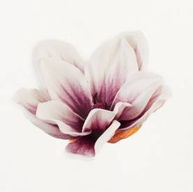 Clematis- główka 12*5cm, dwa kolory
