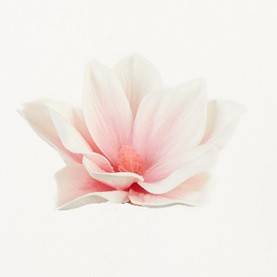 Clematis- główka 12*5cm, dwa kolory