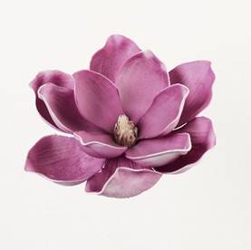 Magnolia pianka- główka 15*6cm, bordo, biała
