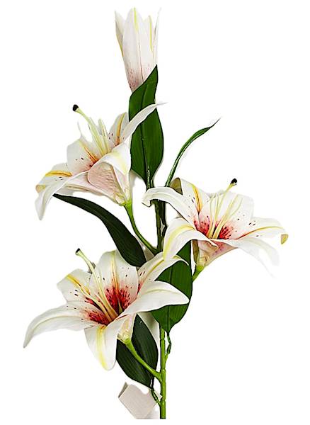 Lilia 100cm, 3 kwiaty+pąk, 2 kol biało-róż,fuksja