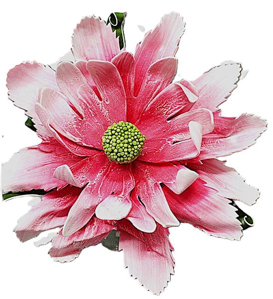 Magnolia pianka 50, kwiat 28 cm zieleń, róż