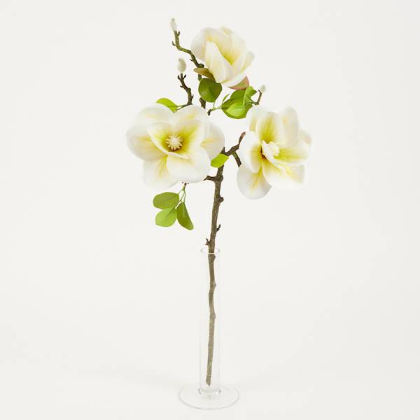Magnolia 3+pąk biała, 73 cm, kwiaty 12 cm