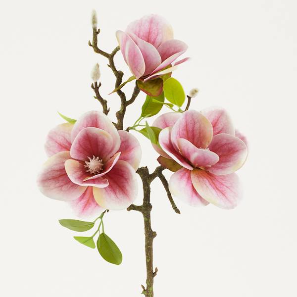 Magnolia 3+pąk limonka , kwiaty 12 cm