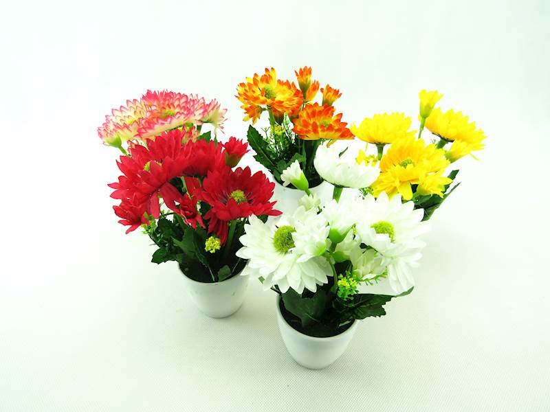 Kwiat gerbera w doniczce/144