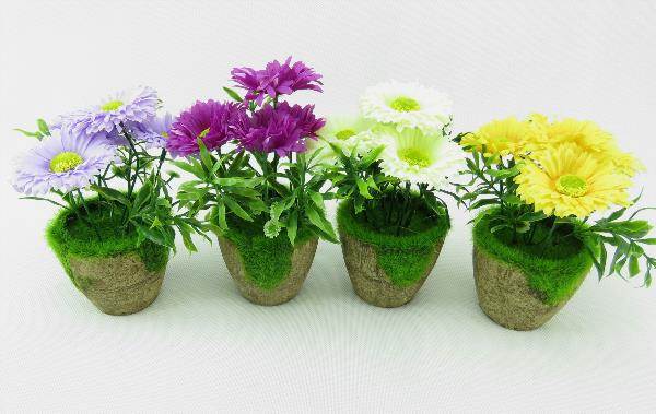 Kwiat gerbera w doniczce/72
