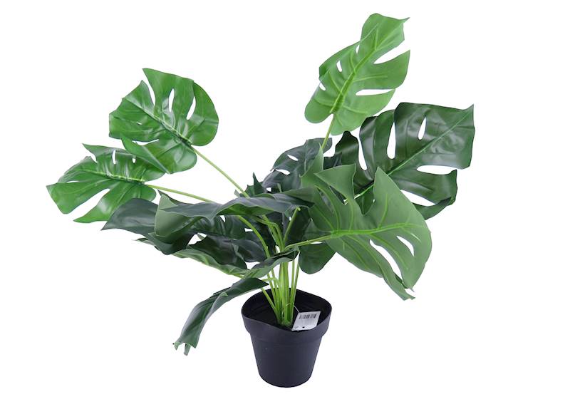 Kwiat w doniczce monstera/6