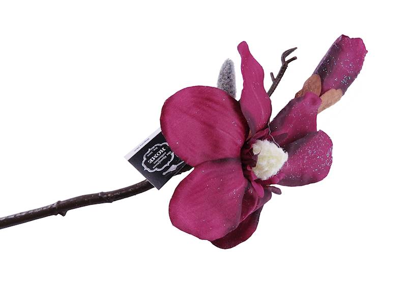 Kwiat magnolia/12