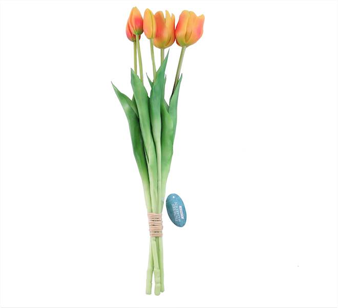 Tulipan*5