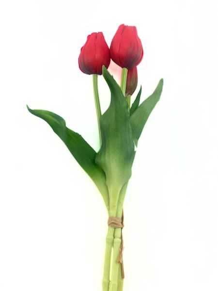 Tulipan gumowy 3