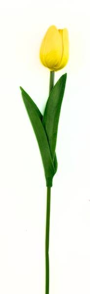 Tulipan piankowy 1 szt