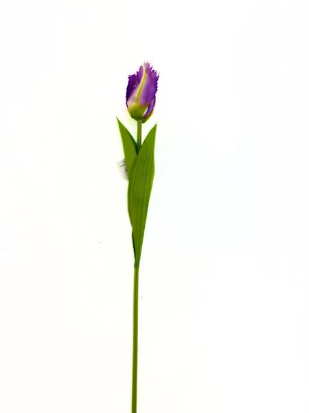 Tulipan poj