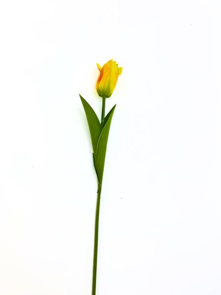 Tulipan poj