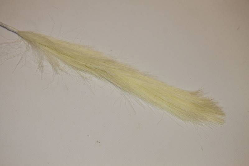 TRAWA PAMPAS ECRI