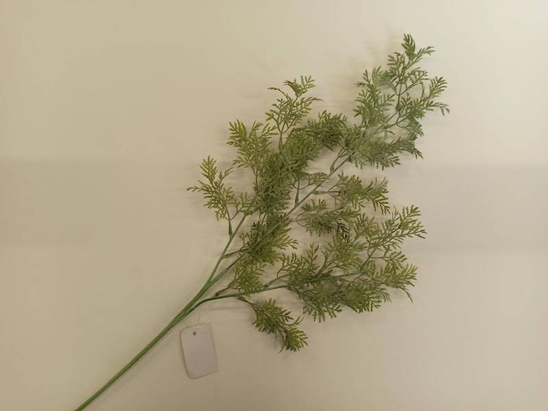 JAŁOWIEC VARIEGATA