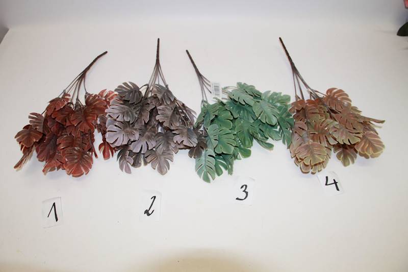 MONSTERA KOLOR MIX