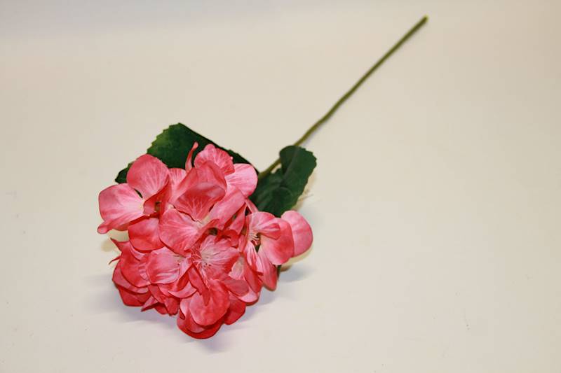 HORTENSJA GAŁ. 60CM CORAL