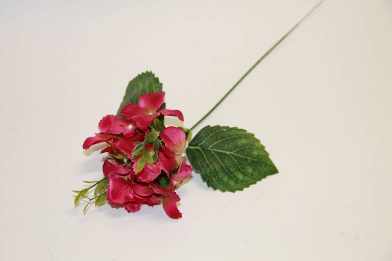 HORTENSJA PIK FUCHSIA