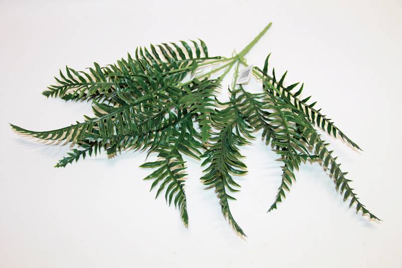 PAPROĆ GUMA BUKIET X 5 DARK GREEN