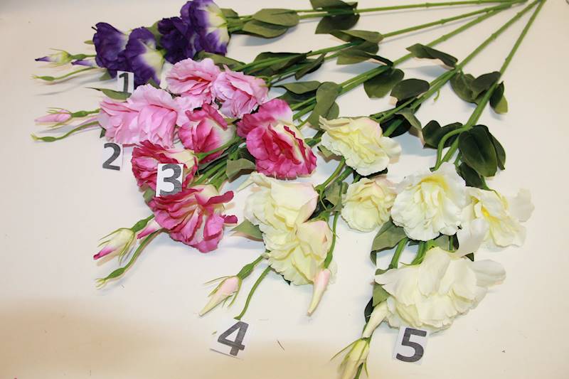 EUSTOMA POJEDYŃCZA 