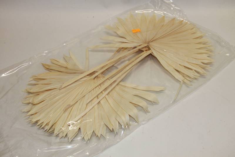 PALM SUN SPEAR BIAŁY 10 