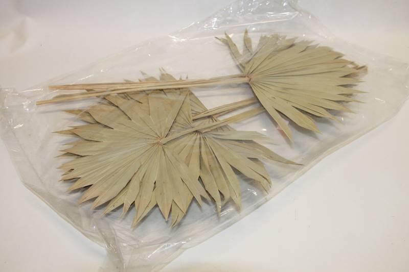 PALM SUN SPEAR NAT 10