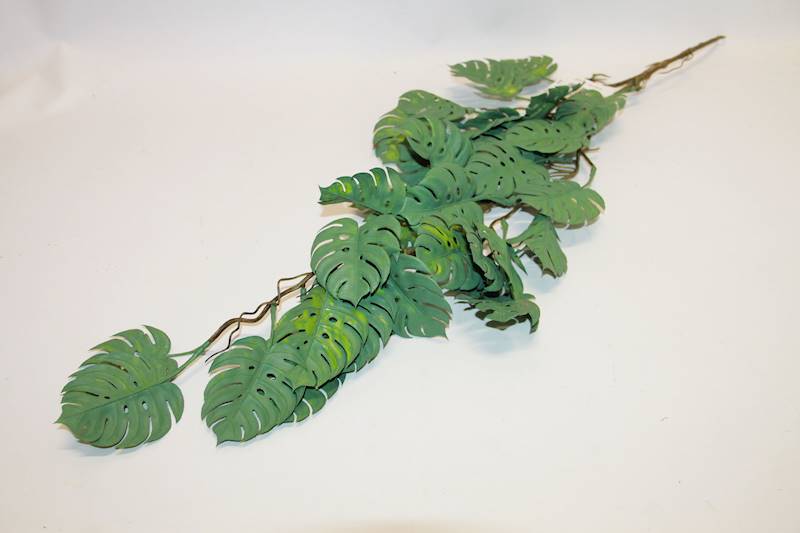MONSTERA PHILO ZWIS 105 CM 
