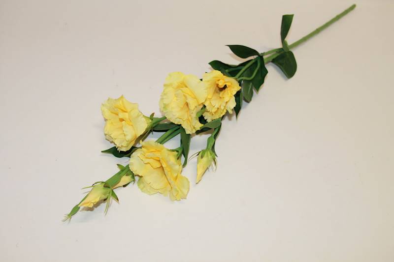 EUSTOMA GAŁĄZKA