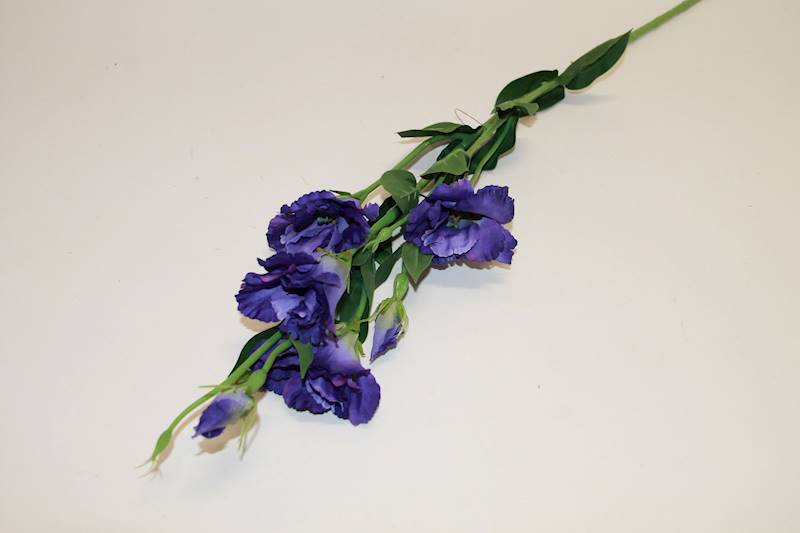 EUSTOMA GAŁĄZKA