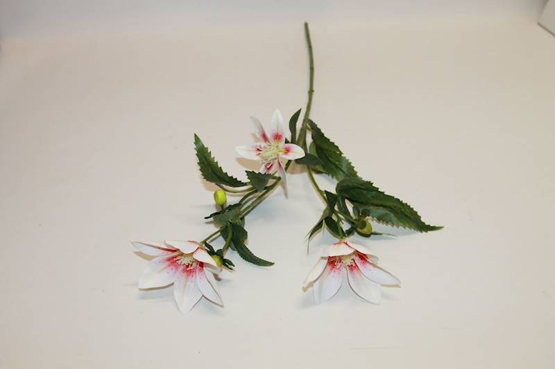 KLEMATIS DŁUGI X 3 • ': CREAM/PINK.
