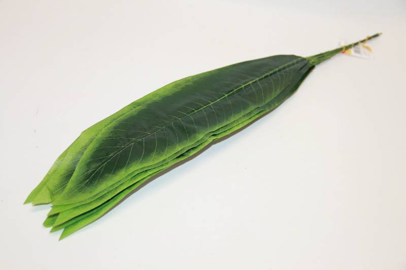 LIŚĆ DRACENA GŁADKI BS